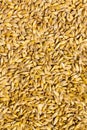 Grains of wheat. Top view wheat. background closeup Royalty Free Stock Photo