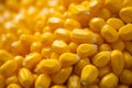 Grains of yellow corn, extremely close