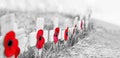 GRAINY BLACK and WHITE WITH RED POPPIES SELECTIVE FOCUS - Remembrance Day Poppies on wooden crosses, on frosty grass