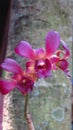 grainy and blurry picture of maroon orchid flower macro photo red Dendrobium phalaenopsis