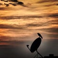 Grainy Orange sky with sitting Bird Photography By Apoorve Verma