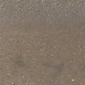 A grainy and sandy texture with beach sand and seashells1, Generative AI