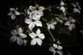 Grainy stylized nicotiana alata blooming tobacco plant in the dark Royalty Free Stock Photo