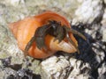 Grainyhand Hermit Crab - Pagurus granosimanus