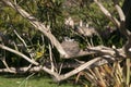 Grallina cyanoleuca or magpie-lark sitting on nest in tree