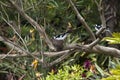 Grallina cyanoleuca or magpie-lark sitting on nest in tree with partner nearby