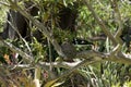 Grallina cyanoleuca or magpie-lark standing by nest built on a tree branch in garden