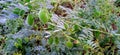 Gram or chickpea plants with fruits footage