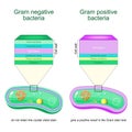 Gram negative and Gram positive bacteria
