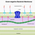 Gram-negative bacterial membrane