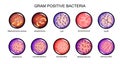 Gram positive bacteria Royalty Free Stock Photo