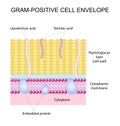 Gram-positive cell envelope