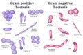 Gram positive and Gram negative bacteria.