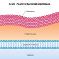 gram positive bacterial membrane structure diagram