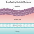 gram positive bacterial membrane structure diagram Royalty Free Stock Photo