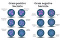 Gram positive and Gram negative bacteria. Coccus, bacillus, curved bacteria in Petri dish.