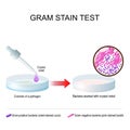 Gram stain test. A glass Petri dish with pathogen bacterial culture