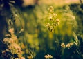 Gramineae herbs in the Meadow Royalty Free Stock Photo