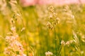 Gramineae herbs in the Meadow Royalty Free Stock Photo