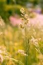 Gramineae herbs in the Meadow Royalty Free Stock Photo