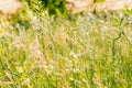 Gramineae herbs in the Meadow Royalty Free Stock Photo