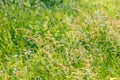 Gramineae herbs in the Meadow Royalty Free Stock Photo