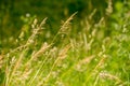 Gramineae herbs in the Meadow Royalty Free Stock Photo