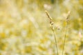 Gramineae herbs in the Meadow Royalty Free Stock Photo
