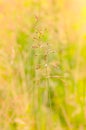 Gramineae Herbs in the Meadow Royalty Free Stock Photo