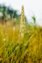 Gramineae Herbs in the Meadow Royalty Free Stock Photo