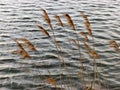 Gramineous plants on water background. Royalty Free Stock Photo