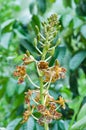 Grammatophyllum specinocum BL., the world's largest orchid