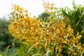 Grammatophyllum speciosum, also called giant orchid, tiger orchid, sugar cane orchid or queen of the orchids