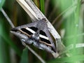 Grammodes geometrica rests on a dry leaf in a rice field near Yokohama, Japan Royalty Free Stock Photo