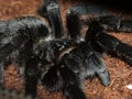 Grammostola pulchra Royalty Free Stock Photo