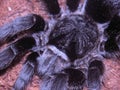 Grammostola pulchra Royalty Free Stock Photo