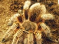 Grammostola rosea Royalty Free Stock Photo