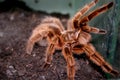 Grammostola rosea Royalty Free Stock Photo