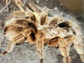 Grammostola rosea Royalty Free Stock Photo