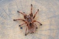 Grammostola rosea red on wood slice looking like a web. Royalty Free Stock Photo