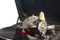 Gramophone and rat