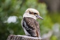 Kookaburra is Australian terrestrial tree kingfishers.