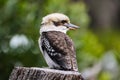 Kookaburra is Australian terrestrial tree kingfishers.