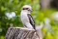 Kookaburra is Australian terrestrial tree kingfishers.