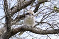 Kookaburra is Australian terrestrial tree kingfishers.