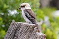 Kookaburra is Australian terrestrial tree kingfishers.