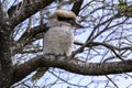 Kookaburra is Australian terrestrial tree kingfishers.