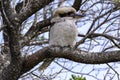 Kookaburra is Australian terrestrial tree kingfishers.