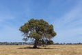 Grampians Victoria - Tree in dry paddock, Australia