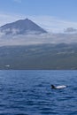 Grampus Griseus (Risso's Dolphin) Royalty Free Stock Photo